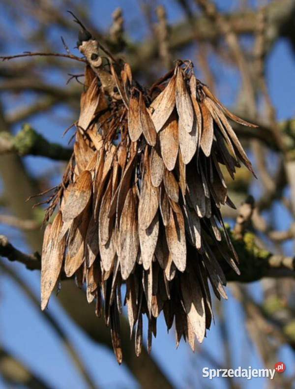 JESION WYNIOSŁY Fraxinus excelsior NASIONA 160 Lubanie
