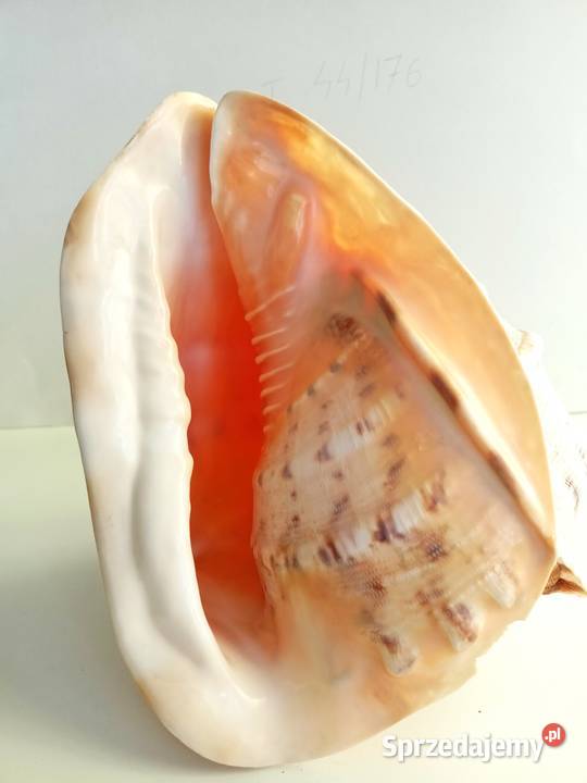 Muszla morska Cassis Cornuta duża 232019 Łódź sprzedam