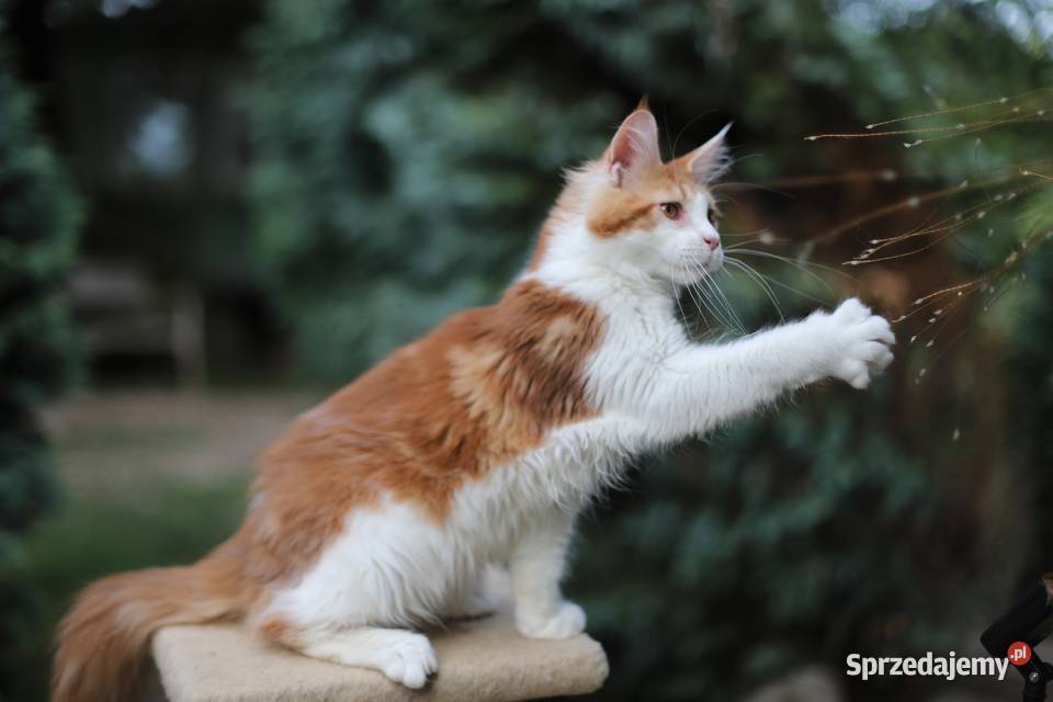 Maine Coon koty i kotki mazowieckie Gostynin