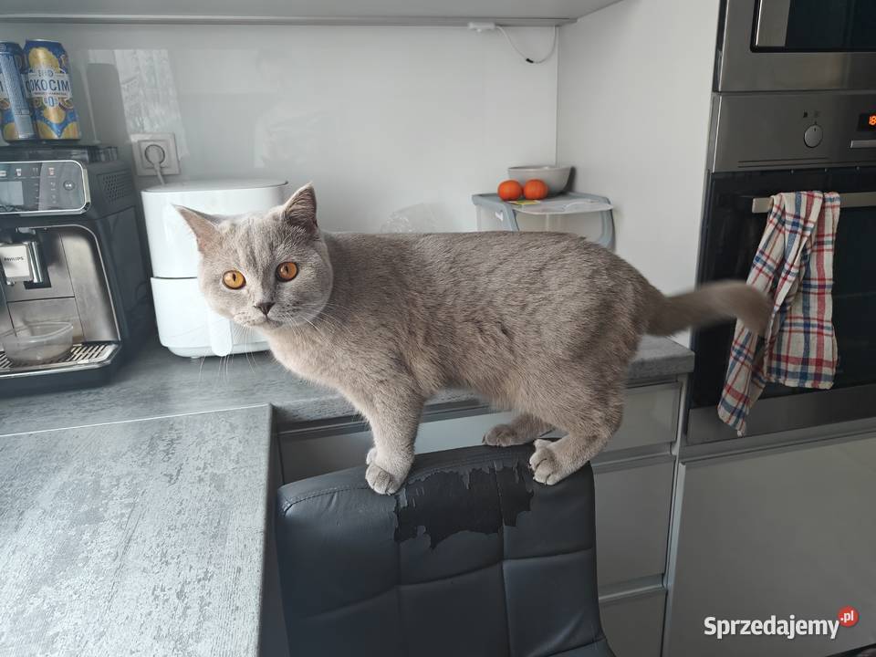Gucio kot brytyjski liliowy Brytyjski Kraków