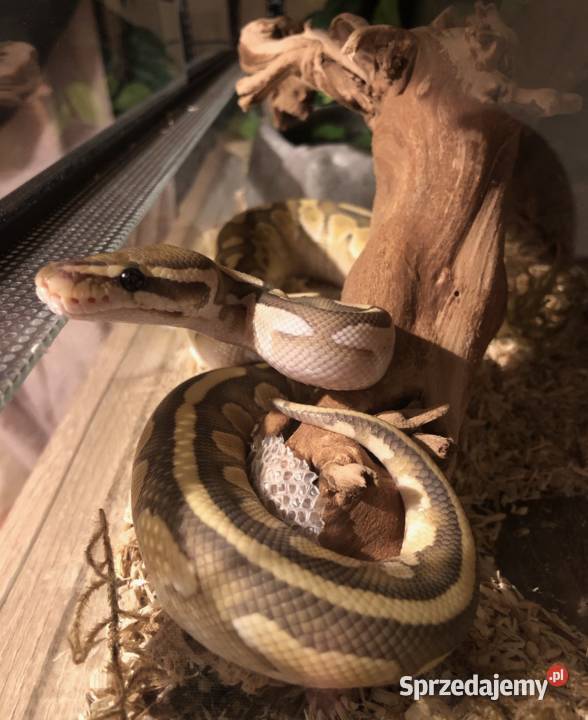Królewski Pyton Do Adopcji Gady i płazy małopolskie Kraków