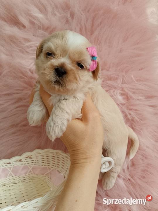 Suczka rasy ShihTzu Kluczbork