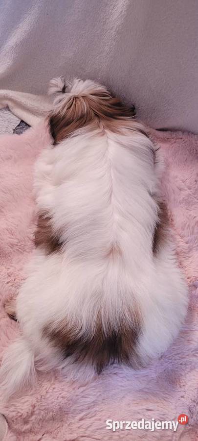 Piesek ShihTzu łódzkie Mokrsko