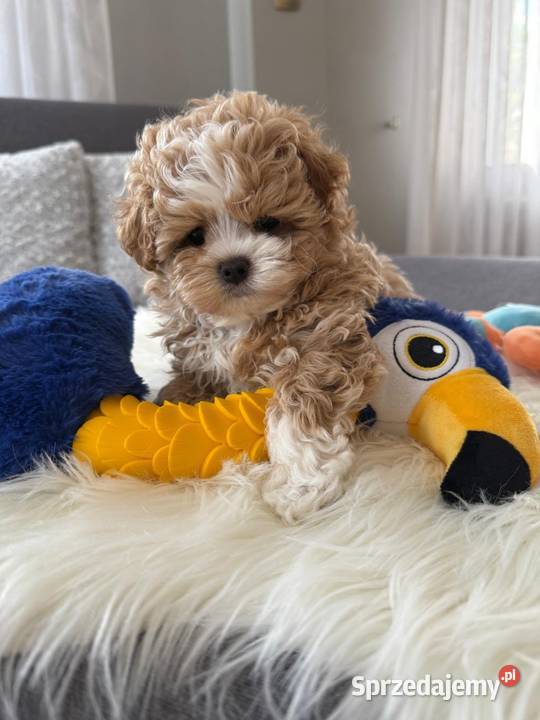 Maltipoo xxs pieski Maltańczyk Lipsko