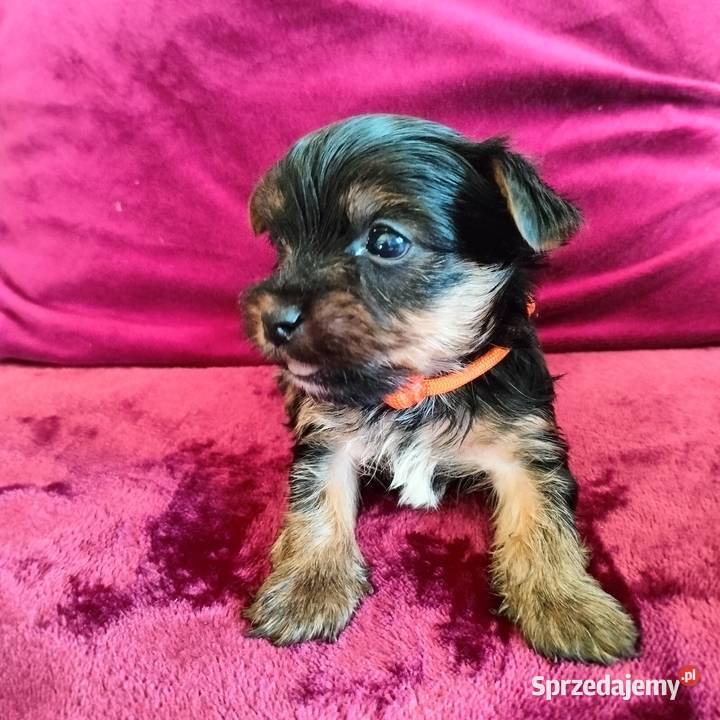 Szczenięta Yorkshire terrier do rezerwacji kujawsko-pomorskie sprzedam