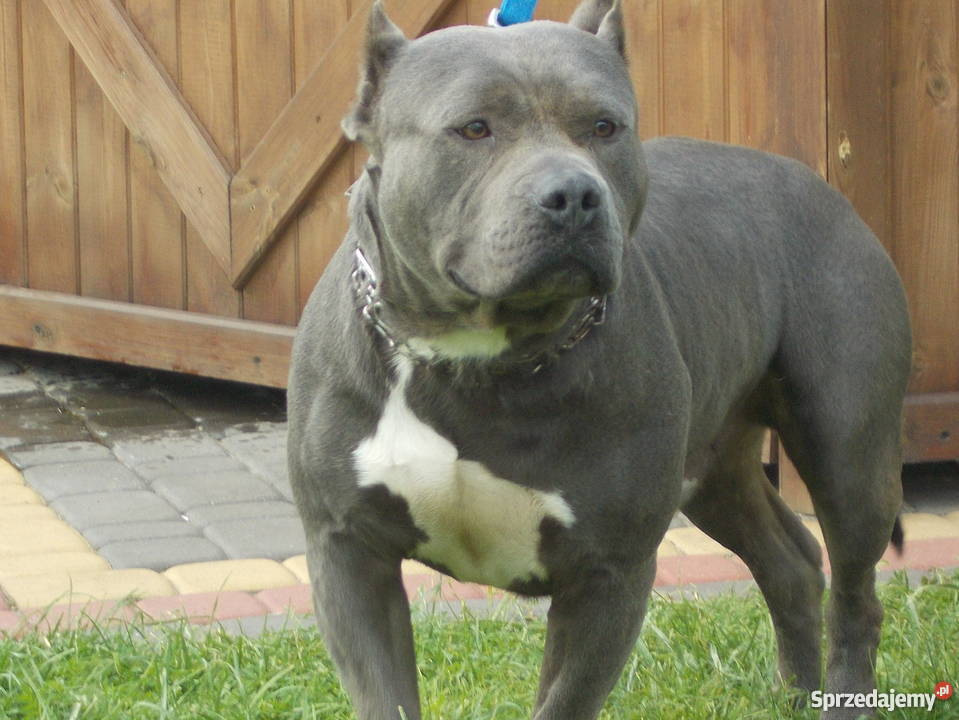 Suczka Czarna Amstaff Amstaff Płock sprzedam