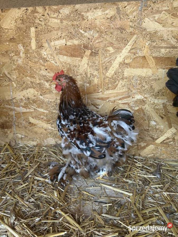 Koguty kochin karzeł Ptaki Chojno