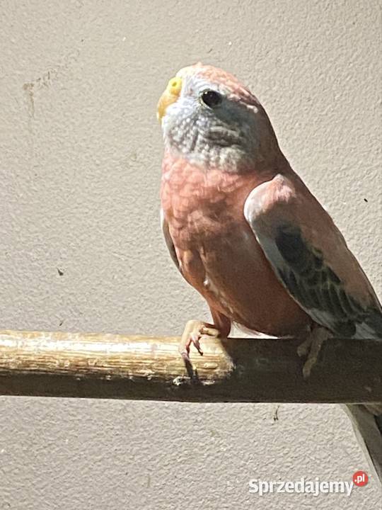 Spzedam papugi lilianki sprzedam