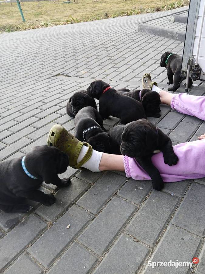 Cane Corso Italiano Zadroże