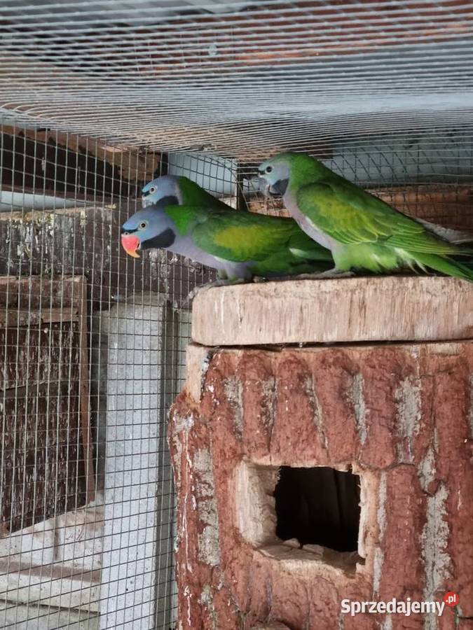 Aleksandretty rudosterki barwinki