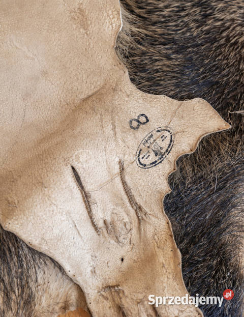 Dzik dekoracyjny skóra z dzika na podłogę skóra Szaflary sprzedam