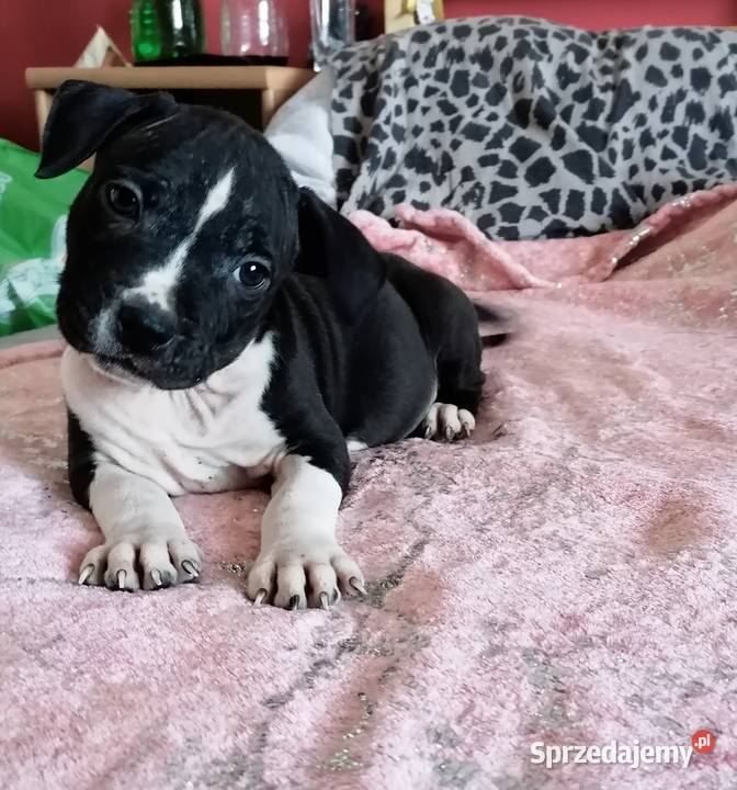 American staffordshire terrier amstaff wybitne Lubiatowo