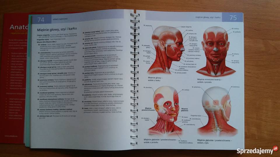 Anatomia Ilustrowany słownik i repetytorium Myszków