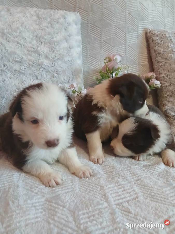 Border collie czekoladowo białe