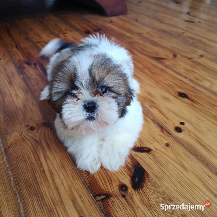 Śliczny PIESEK rasy Shih tzu piękny szczeniaczek Shih Tzu