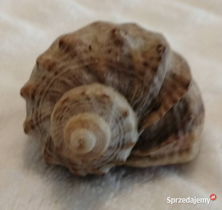 Muszla 48 62 Kreatywne śląskie