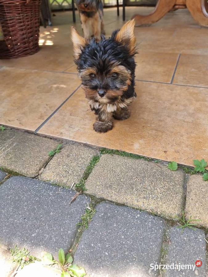 York terrier Grabów nad Prosną