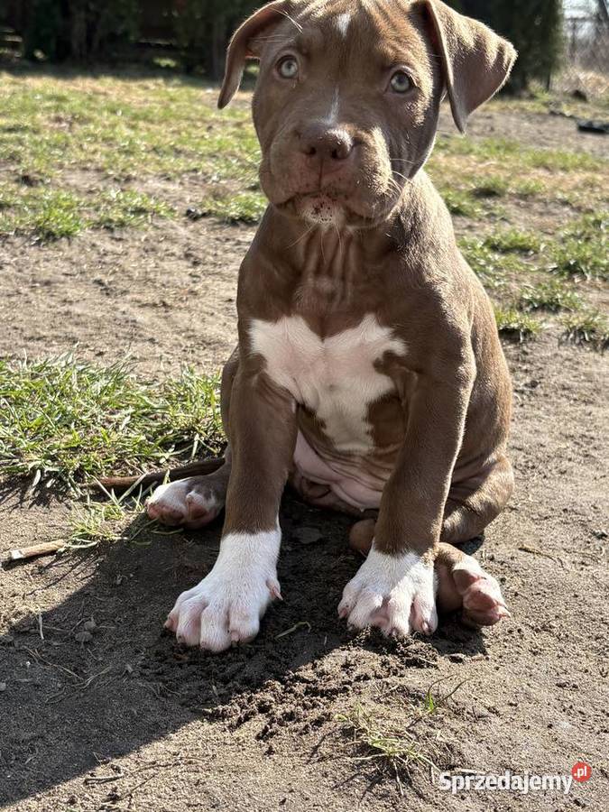 American bully xl abkc suczka szczeniak