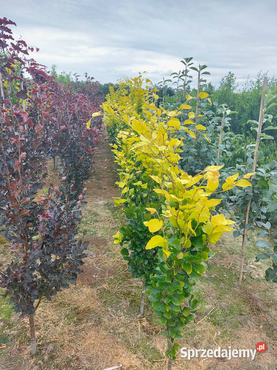 Buk pospolity Dawyck Purple Wysokośc 180 250 małopolskie