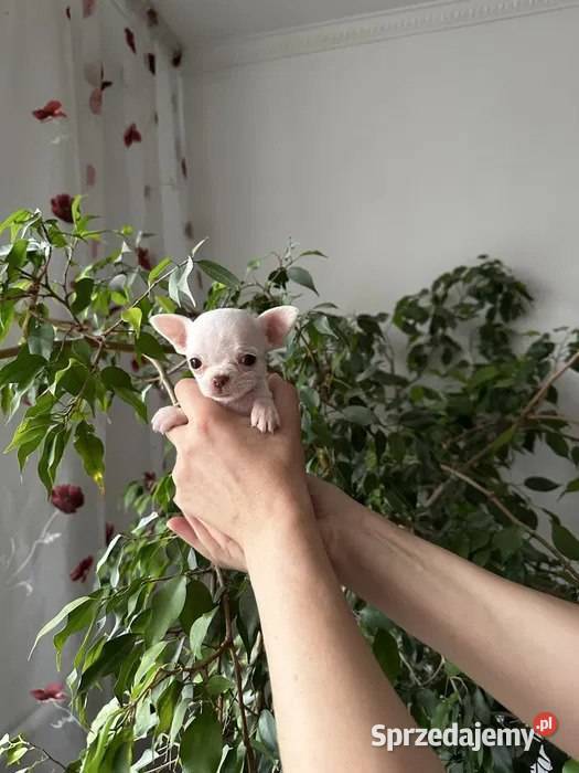 Maleńki szczeniak chihuahua zachodniopomorskie Szczecin