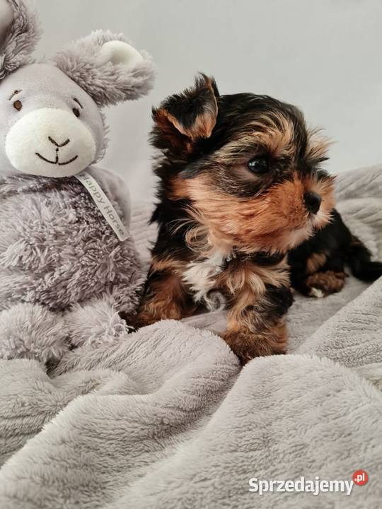 Mini Dziewczyna Yorkshire Terrier z Chipem Częstochowa