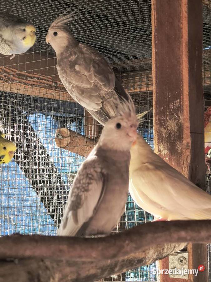 Młode faliste i Nimfy 2025 Myślenice sprzedam