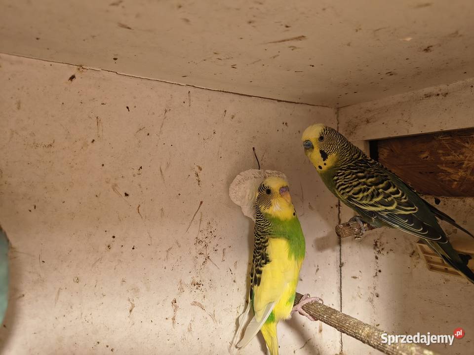 Sprzedam papugi faliste śląskie Gliwice