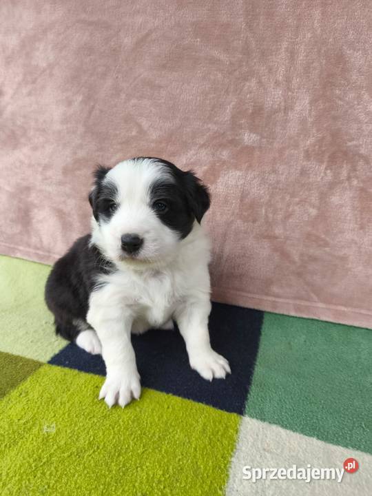 Szczeniaczki Border Collie Krosno