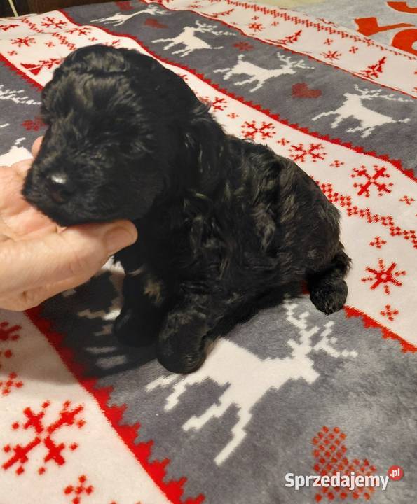 Maltipoo czarny piesek