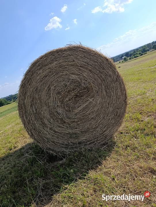 Siano bele 135x120 Trawy, słoma Trawy, słoma Czatachowa sprzedam