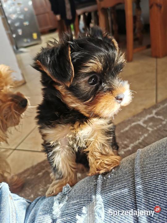 York miniaturka piękny piesek Środa Śląska