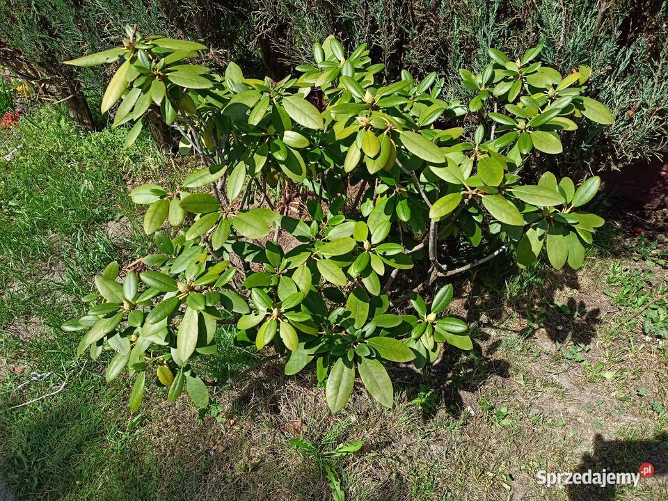 Różanecznik rododendron Sokołów Małopolski sprzedam