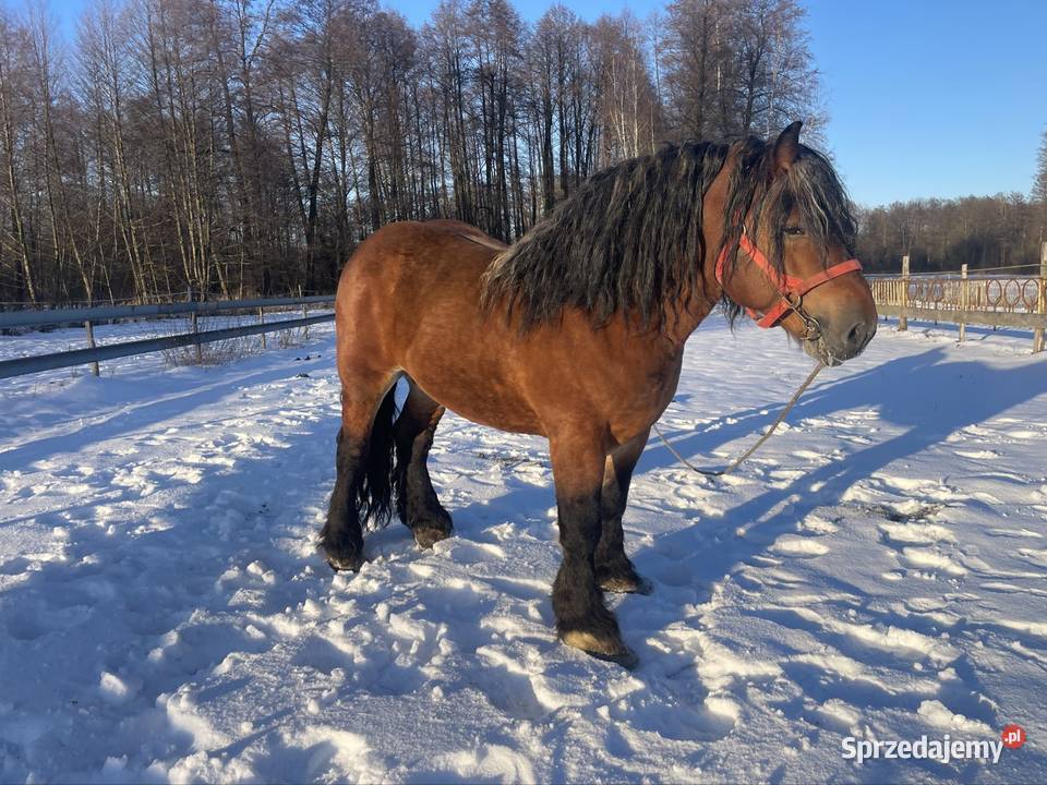 ogoer zimnokrwisty sokólski Michów sprzedam