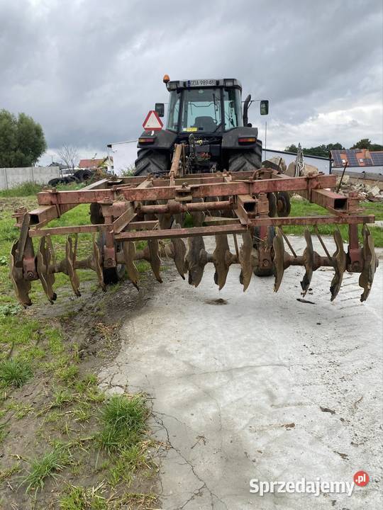 Talerzówka ruska 3 m pomorskie Różyny