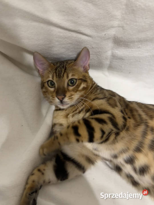 Bengalski kocur Bruno 5miesięczny Golden Spotted Warszawa sprzedam