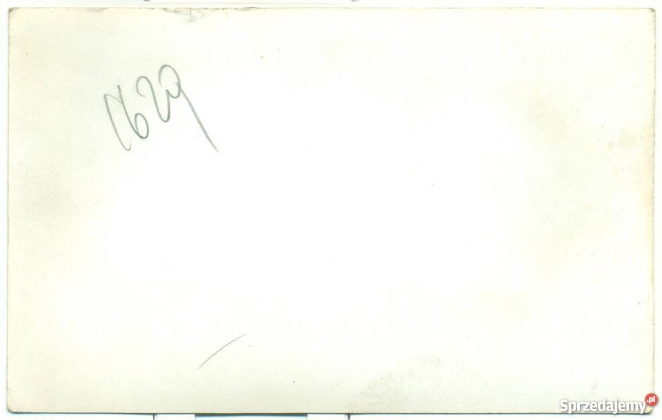 Zdjęcie fotografia lew Ostrów Wielkopolski