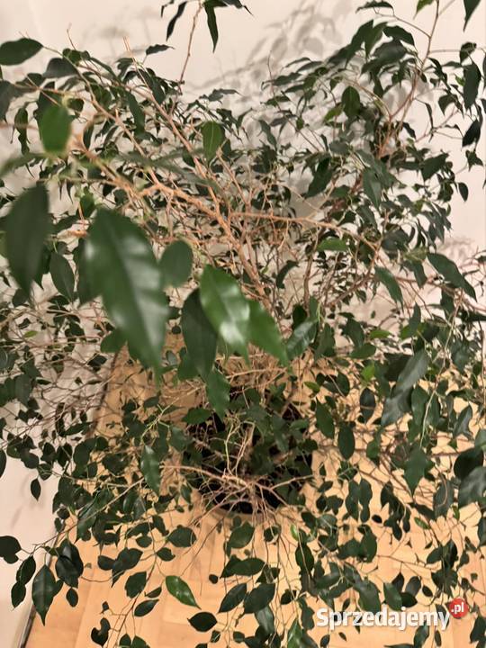 Beniamin Fikus wysokość 130 z donicą ozdobną