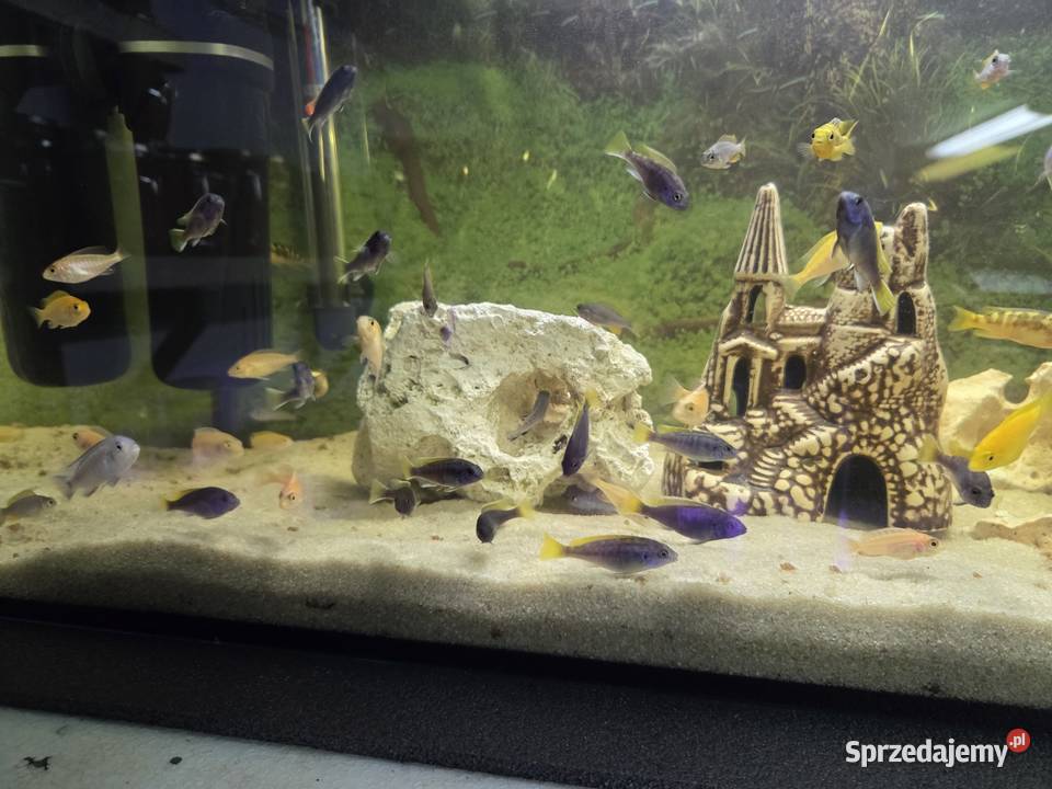 Pyszczaki mix Aleksandrów Kujawski