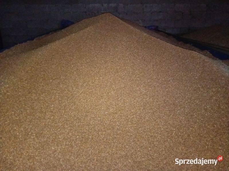 Sprzedam PSZENICĘ pszenica do siewu