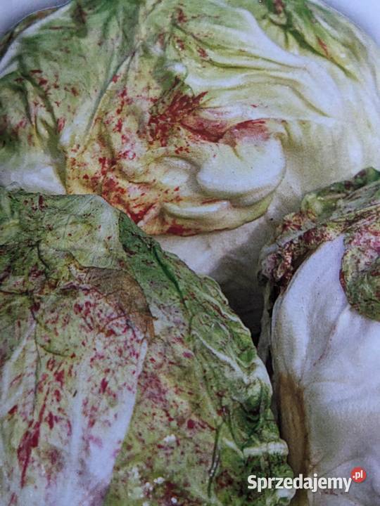 Cykoria Sałata główkowa odmiany świata znosi Kraków