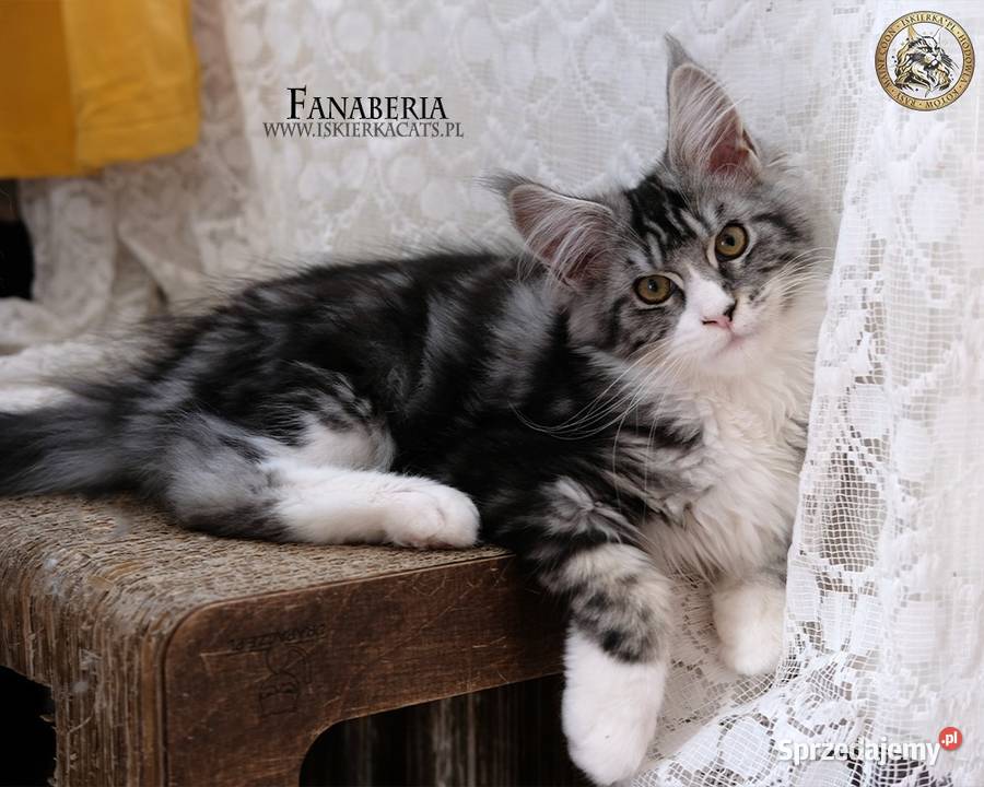 Srebrzysta kotka o pięknym kontraście maine coon Warszawa