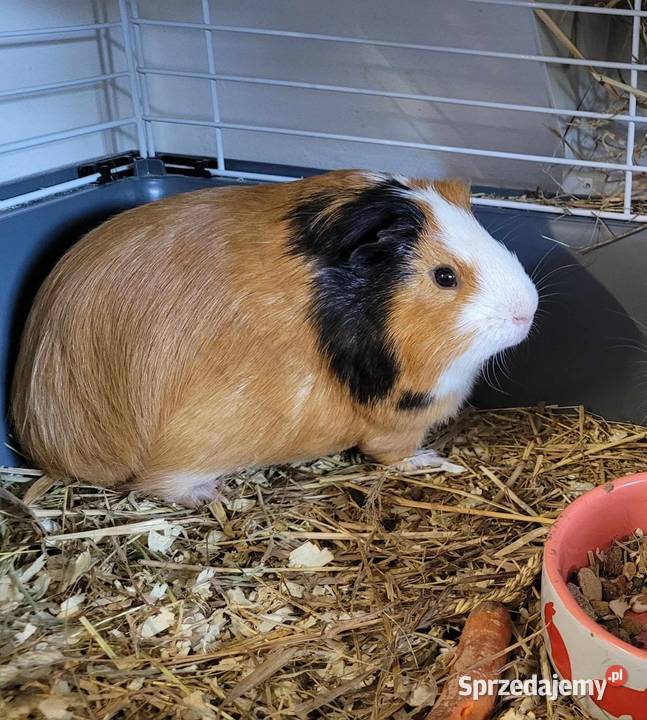 Świnka morska samiec Poświętne