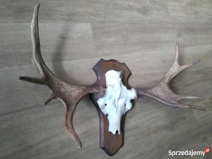 Rogi Poroże Łosia Węgorzyno