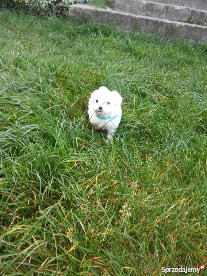 maltańczyki Zwierzęta