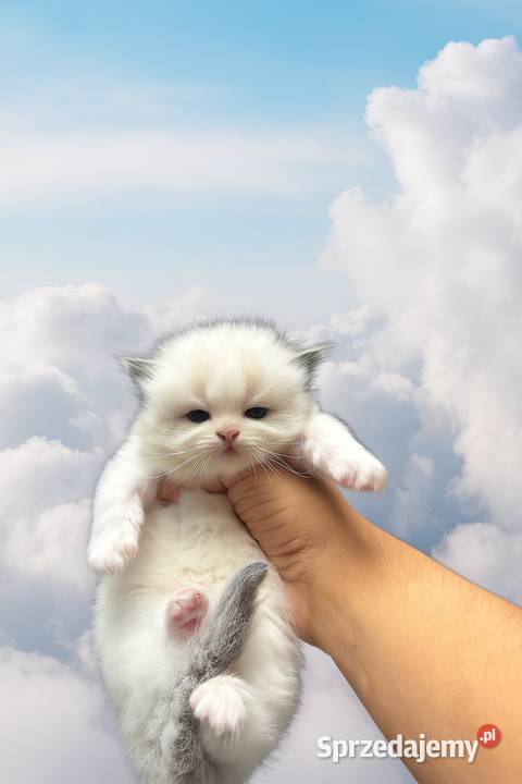Ragdoll Wrocław sprzedam