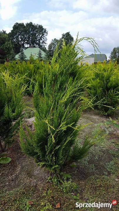 Cyprysik Lawsona złoty 100120 PRODUCENT Rydzyny