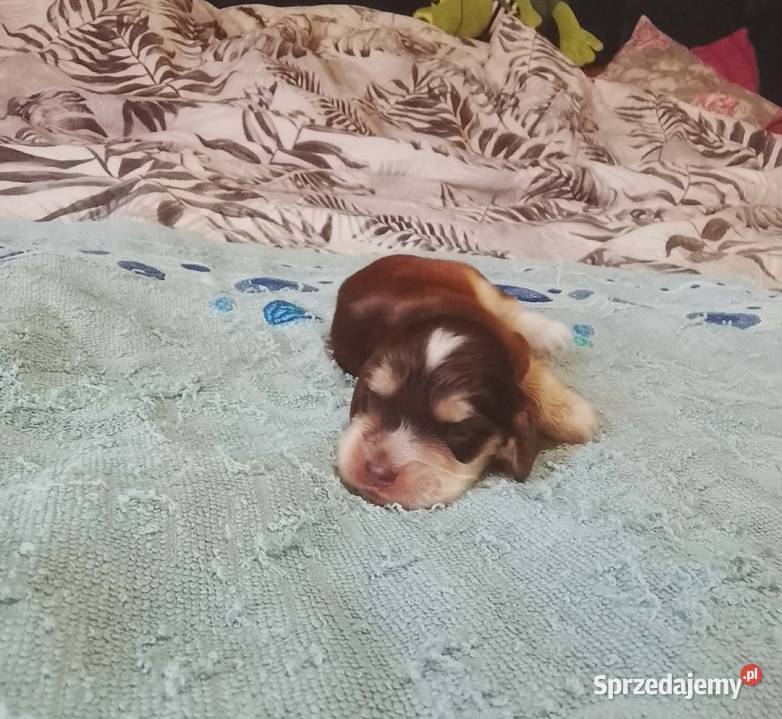 Cocker Spaniel Angielski Piesek Cocker Spaniel wielkopolskie Jutrosin