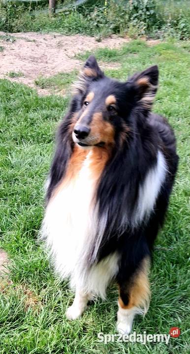 Owczarek szkocki Collie szczeniaczki tricolor