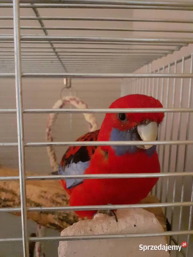 Sprzedam papugę Rozelle Królewską mazowieckie Juliszew sprzedam