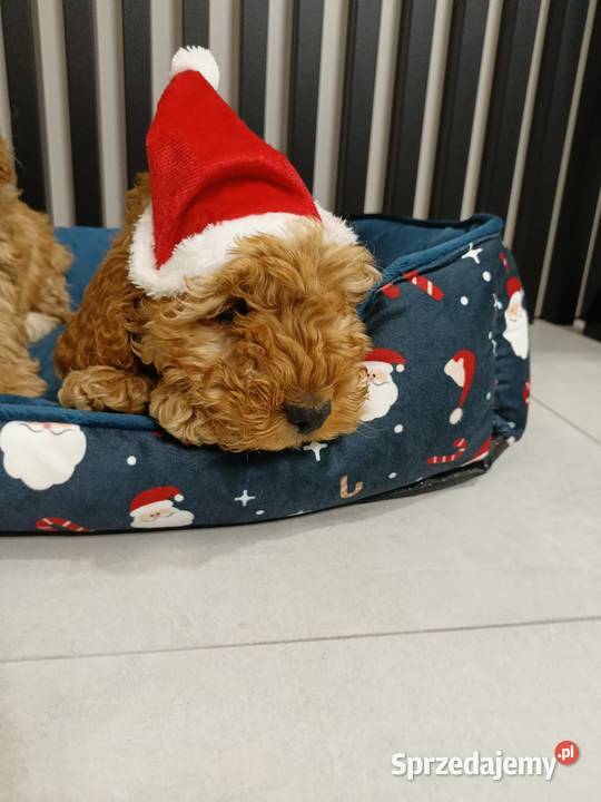 Cockapoo F1 Cocker Spaniel Pudel Miniaturowy mazowieckie Radom